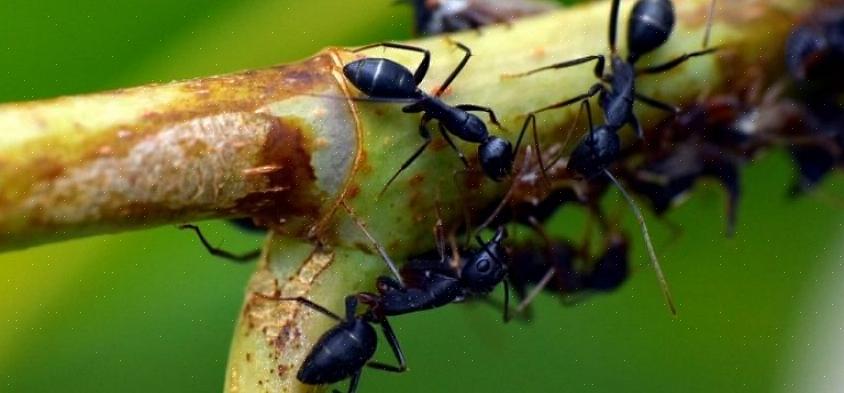 Mais différentes fourmis ont des préférences alimentaires différentes