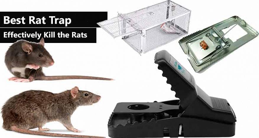Les excréments de rats mesurent de 0,5 à 1,90 cm de long