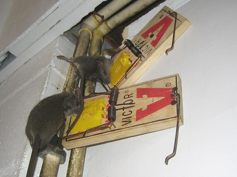 Où dois-je mettre des pièges à rats