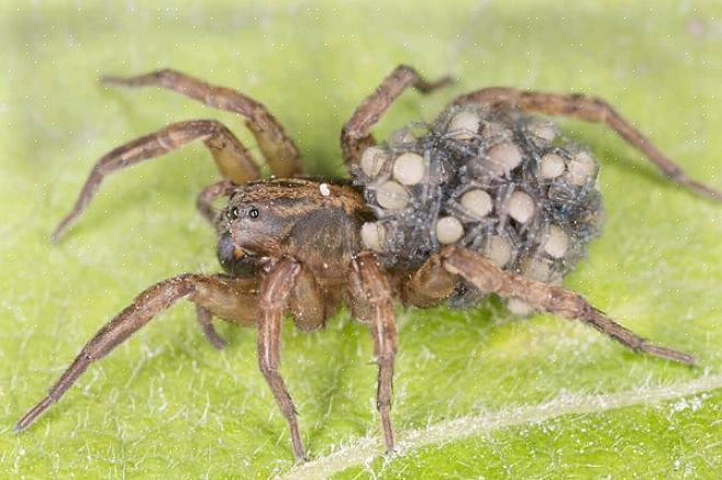 Les scientifiques ont identifié plus de 125 espèces d'araignée-loup dans la seule Europe