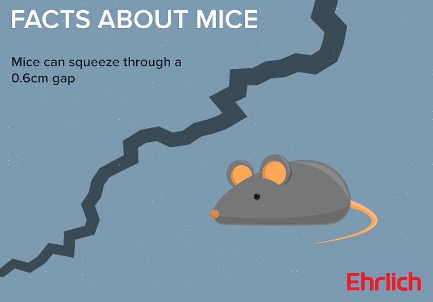 Les méthodes de lutte antiparasitaire qui réussiront sont également différentes pour les rats