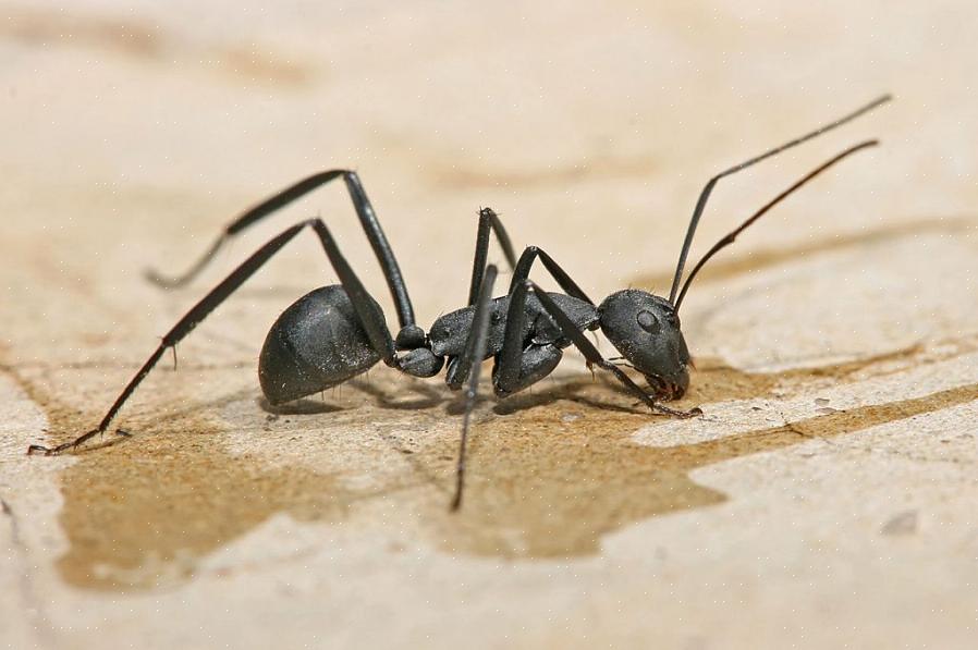 Si vous avez déterminé que vous avez effectivement une infestation de fourmis charpentières