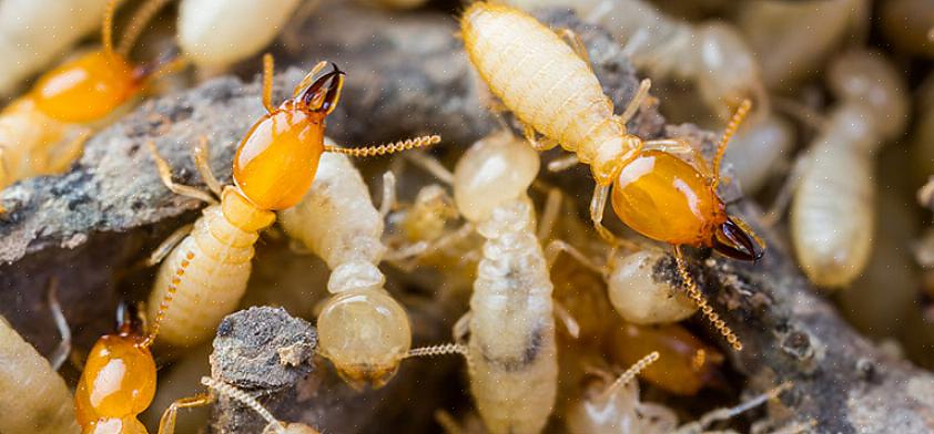 Le mode de traitement une fois qu'une colonie de termites à bois sec a été trouvée est de percer des trous