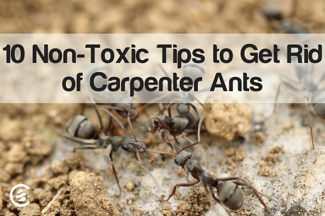 La première étape clé pour éliminer une infestation de fourmis est d'identifier les sentiers utilisés