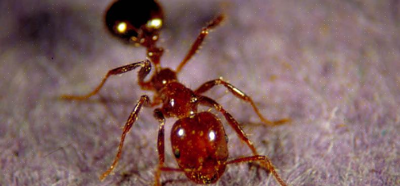 Les fourmis des champs sont l'une des fourmis les plus courantes vues à l'extérieur