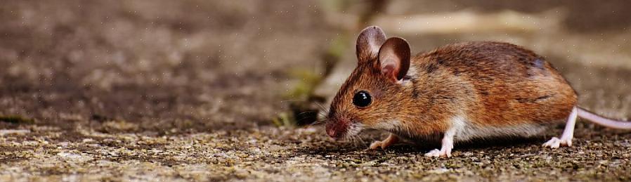Bien que la souris cerf préfère les zones boisées