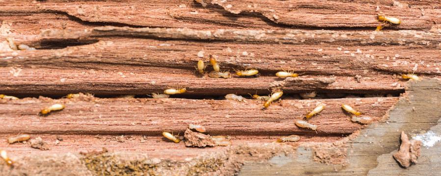Il n'y a qu'une dizaine d'espèces de termites connues en Europe