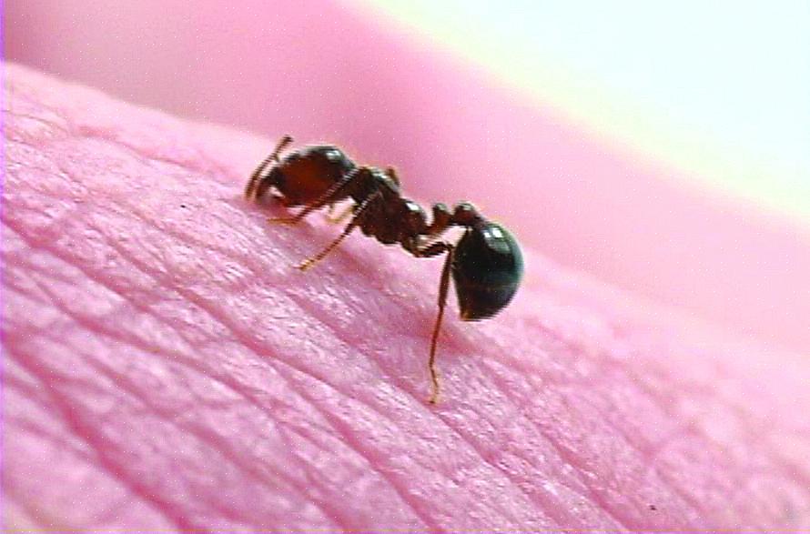 Les fourmis de feu sont des insectes très agressifs