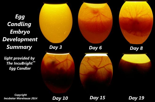 Le «mirage» d'un œuf est le processus consistant à tenir une lumière ou une bougie près de l'œuf pour voir