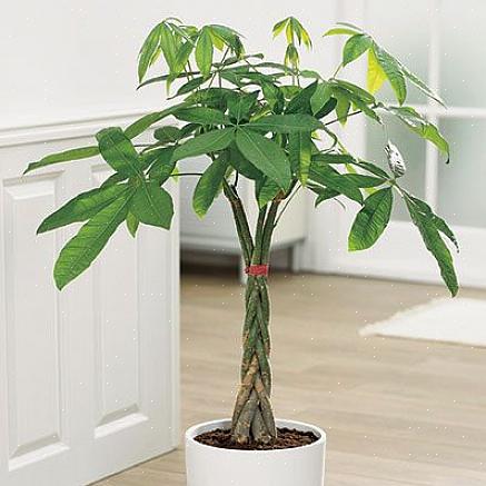 Le châtaignier de Guyane est le plus souvent vendu comme une petite plante avec un tronc tressé composé