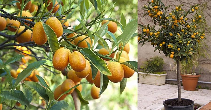 Le kumquats est un fruit étrange