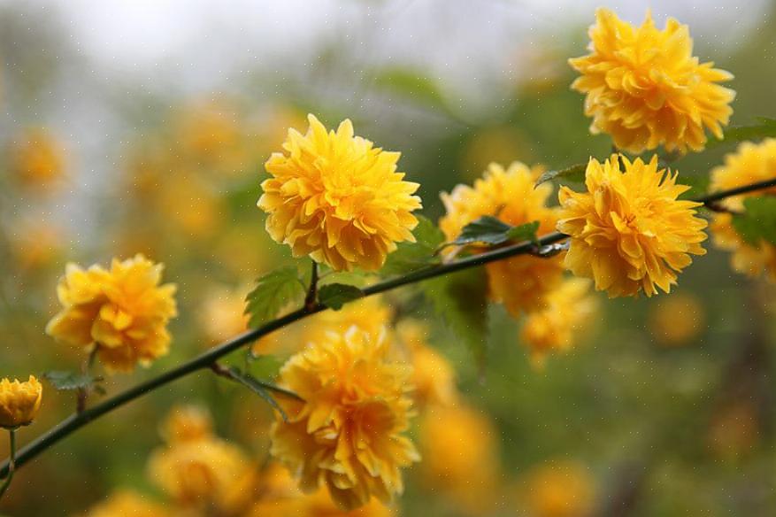 La rose du Japon (Kerria japonica) est un arbuste à fleurs caduques qui porte des fleurs jaunes au printemps