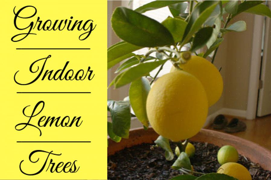 Les citronniers de Meyer sont les plus réussis à cultiver à partir de porte-greffe greffés