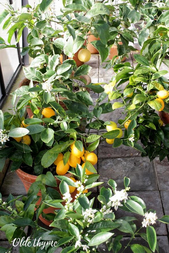 Les citronniers Meyer prospéreront si vous fournissez les bonnes conditions