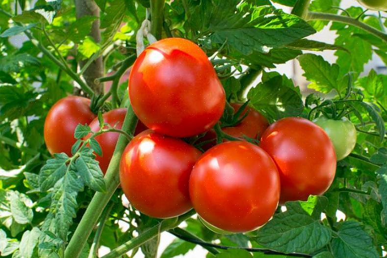Vous n'avez pas besoin de cultiver vos propres tomates pour profiter au mieux de la récolte