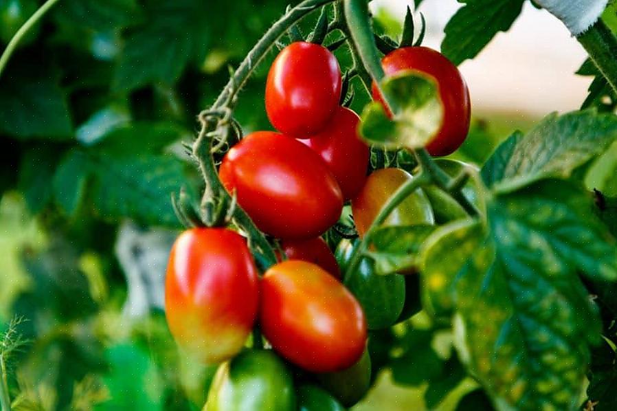 Cultiver une tomate badge d'honneur commence par choisir la variété parfaite