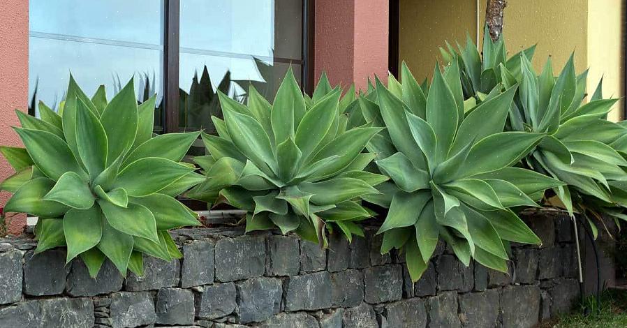 Comme l'agave Foxtail (Agave attenuata)