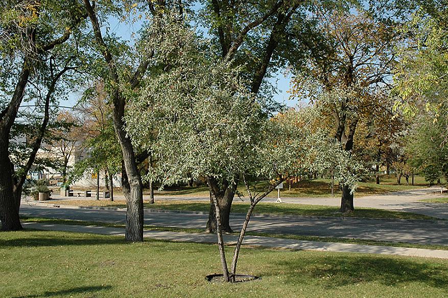 La bufflonne argentée (Shepherdia argentea) est un arbuste robuste qui peut supporter une grande variété