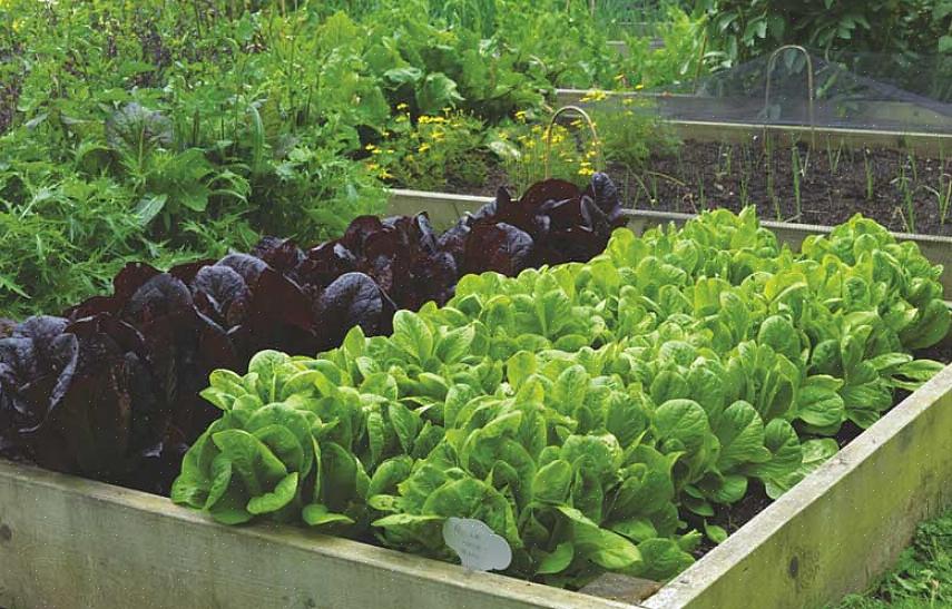 Des recommandations pour les légumes les plus populaires à cultiver dans un potager domestique
