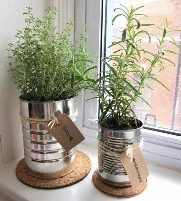 Ce que vous devez savoir pour démarrer un jardin en pot Comment faire pousser des plantes
