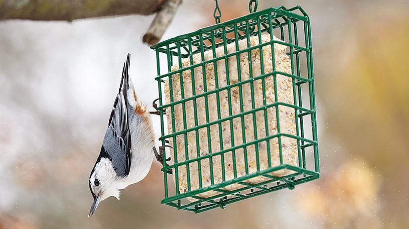 Le suif est un aliment populaire pour de nombreux oiseaux de basse-cour