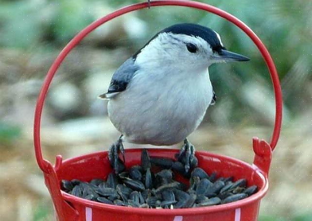 Et cette graine est le meilleur choix pour commencer à nourrir les oiseaux dans une variété de styles
