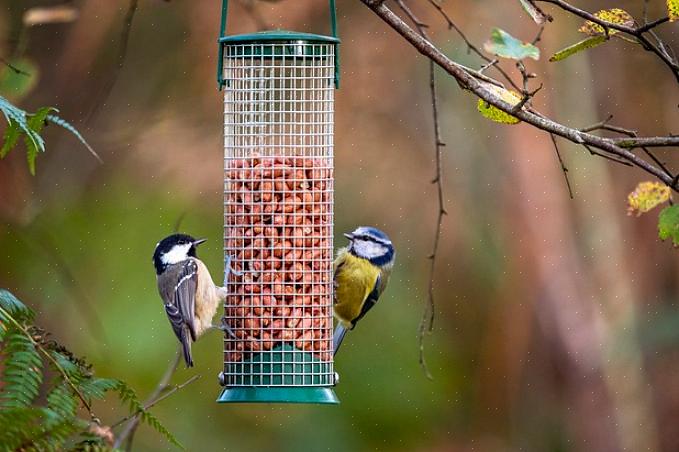 Attirer les oiseaux les encourage à profiter de cette source de nourriture naturelle