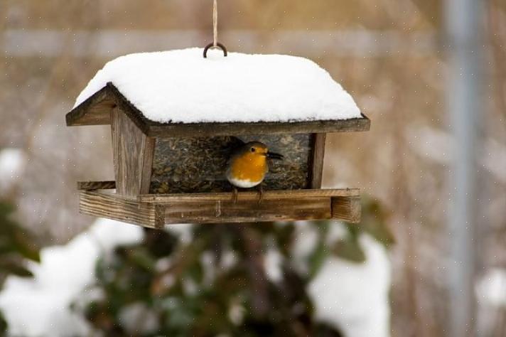 Les mangeoires à plate-forme fly-through sont particulièrement bonnes pour l'alimentation des oiseaux