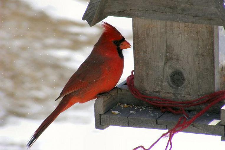 Fournir aux oiseaux la sécurité de retourner aux mangeoires tout au long de l'hiver