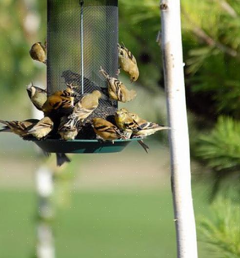 Offrir une variété d'aliments nutritifs est la meilleure façon d'attirer les oiseaux qui se nourrissent
