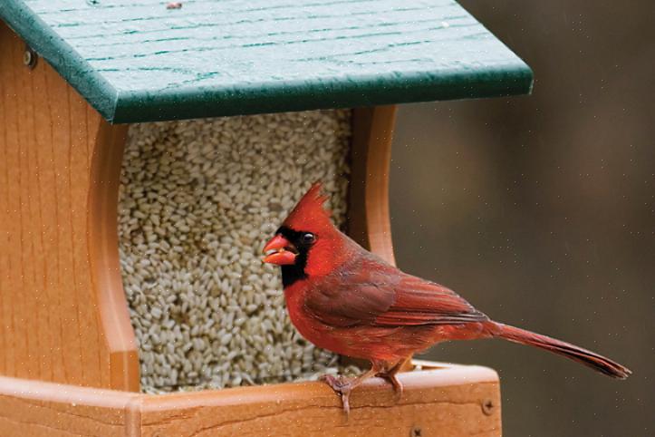 Et ces conseils d'alimentation pour les oiseaux d'été peuvent vous aider à attirer un troupeau varié d'amis