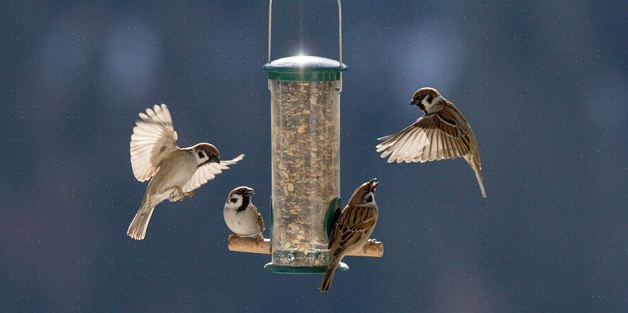 Désinfecter et réparer les mangeoires à oiseaux