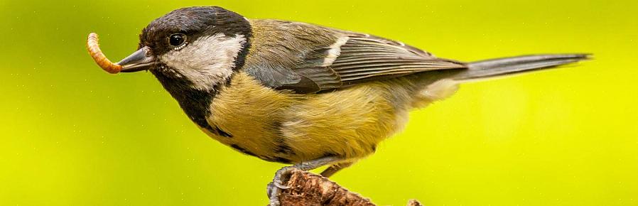 Les différents types d'aliments que les oiseaux consomment naturellement comprennent