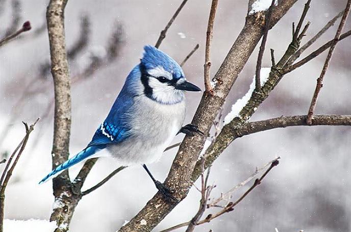 Les meilleures mesures pour protéger vos oiseaux de basse-cour sont de fournir de la bonne nourriture