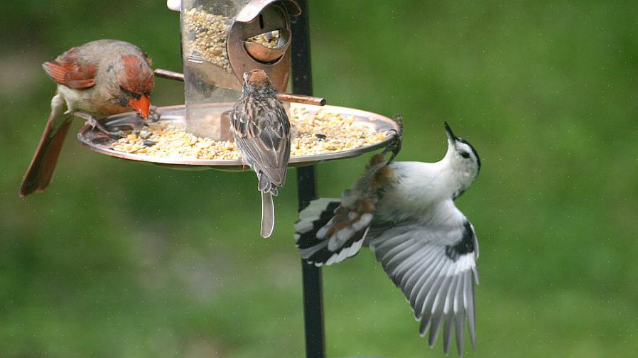 Comprendre pourquoi les mangeoires pour oiseaux ne sont pas toujours souhaitables peut aider
