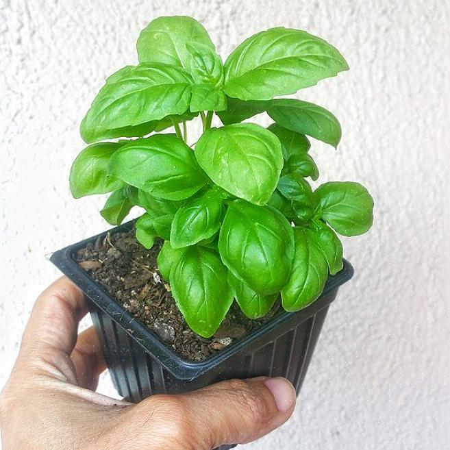 Les plantes produisent de nombreuses épis de floraison dans un arc-en-ciel de couleurs dans un sol riche