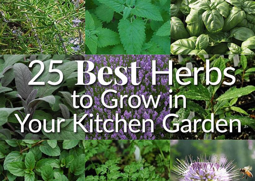 Plantez vos graines d'herbes ou transplantez vos plantes d'herbes