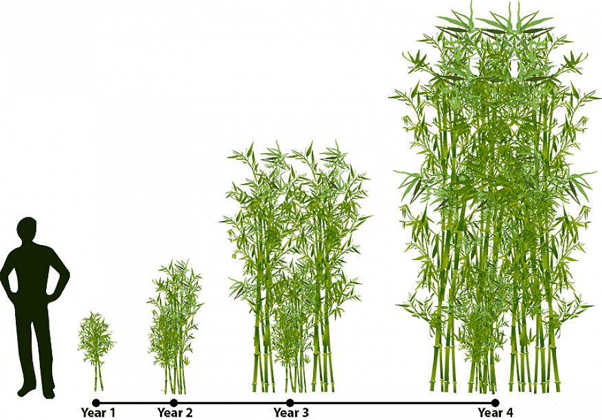 Les plantes de bambou peuvent piquer votre intérêt même si vous ne prévoyez pas de cultiver des plantes