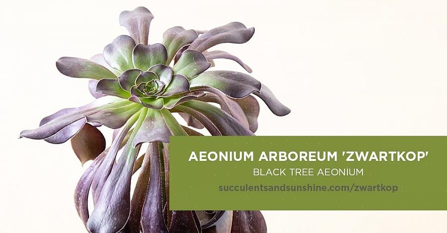 Certaines variétés d'Aeonium ont une croissance basse