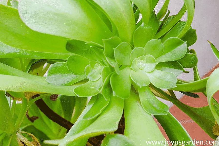 Les plantes Aeonium poussent mieux en plein soleil à mi-ombre
