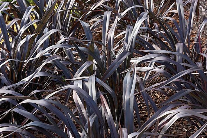 Phormium a reçu le nom de Flax de Nouvelle-Zélande parce que les Maoris de Nouvelle-Zélande l'utilisaient