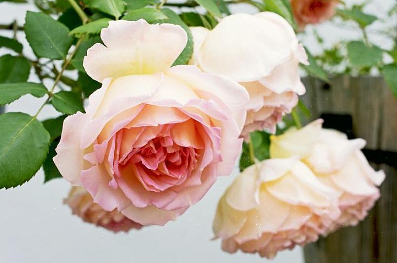 Les roses de jardin anglaises sont l'antidote des boutons de rose inodores