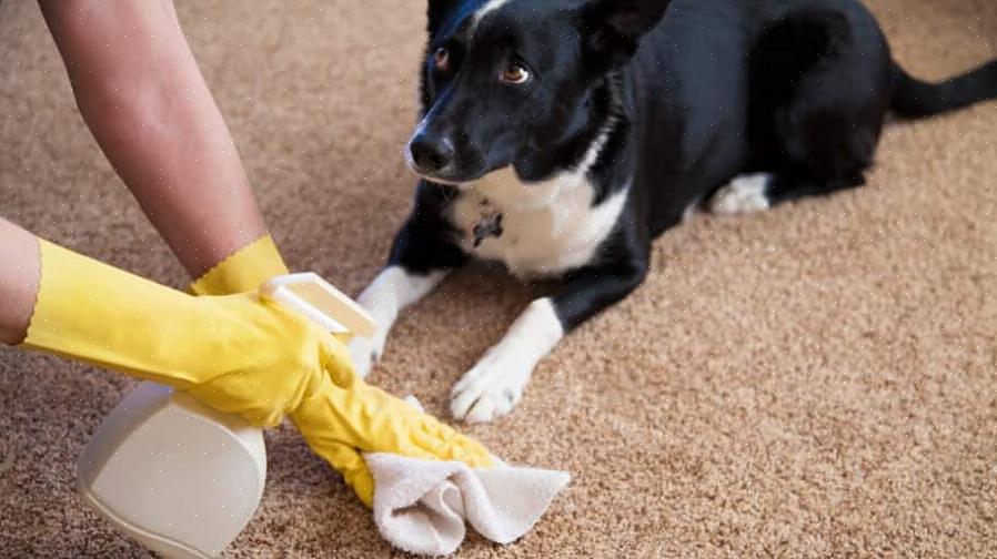 Comment éliminer les taches d'animaux sur les tapis