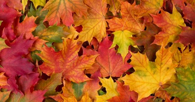 Préserver les feuilles d'automne avec du gel de silice