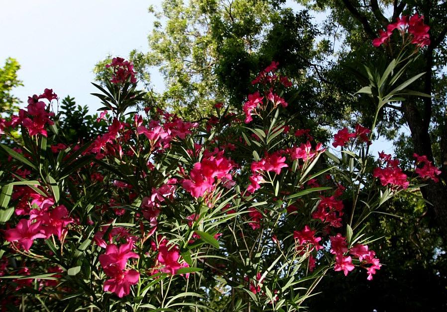 Le laurier-rose (Nerium oleander) est un arbuste à feuilles persistantes à fleurs odorantes ou un petit