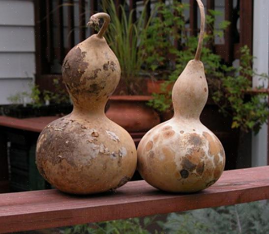 Même un léger gel peut altérer la couleur des courges à peau dure