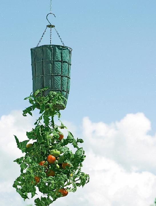 L'un des moyens les plus rapides de tuer un plant de tomate est de ne pas lui donner suffisamment d'eau