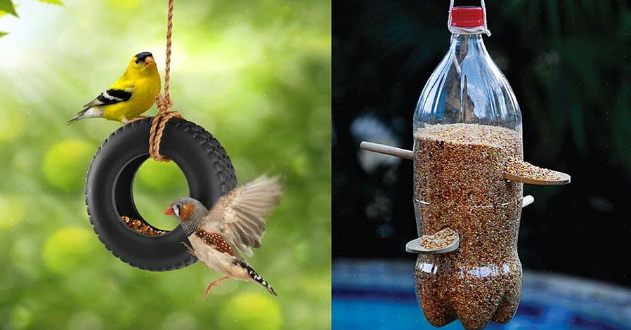 Un grand projet familial pour les amateurs d'oiseaux consiste à transformer une bouteille en plastique