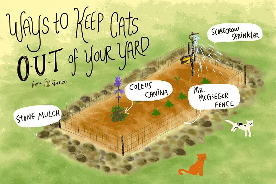 Les chats peuvent être découragés de creuser dans vos plates-bandes ou de fouiner autour de votre propriété