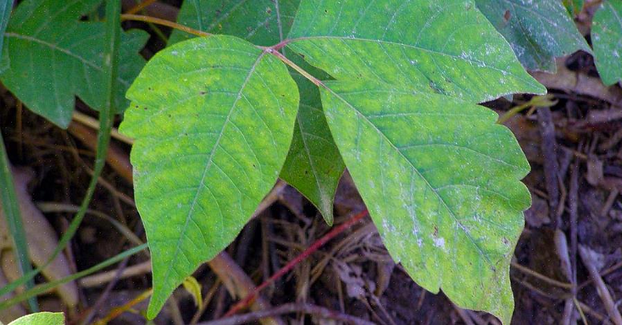 Les plantes Poison Ivy cultivent également des baies